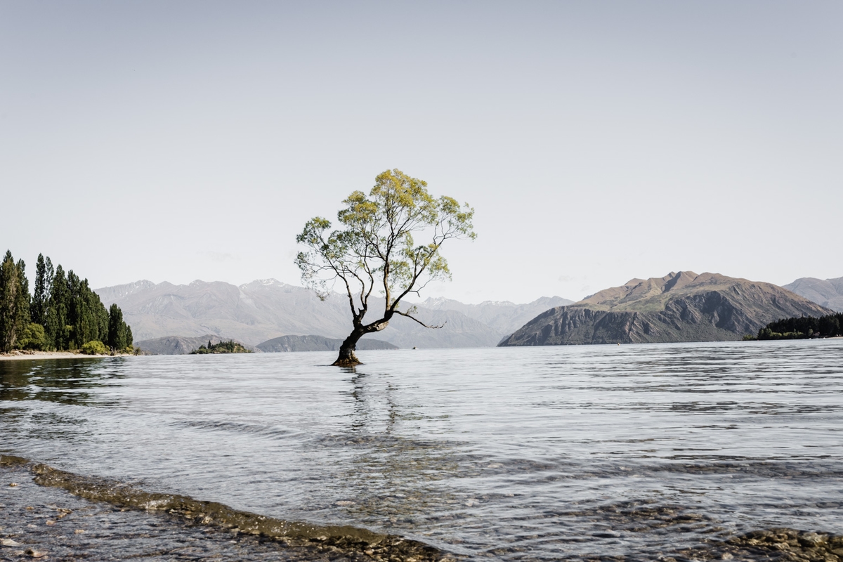 Baum im See