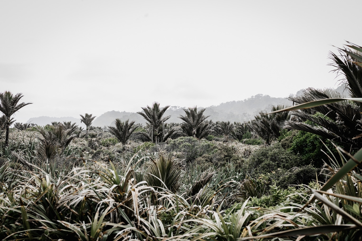 Palmenlandschaft in Neuseeland