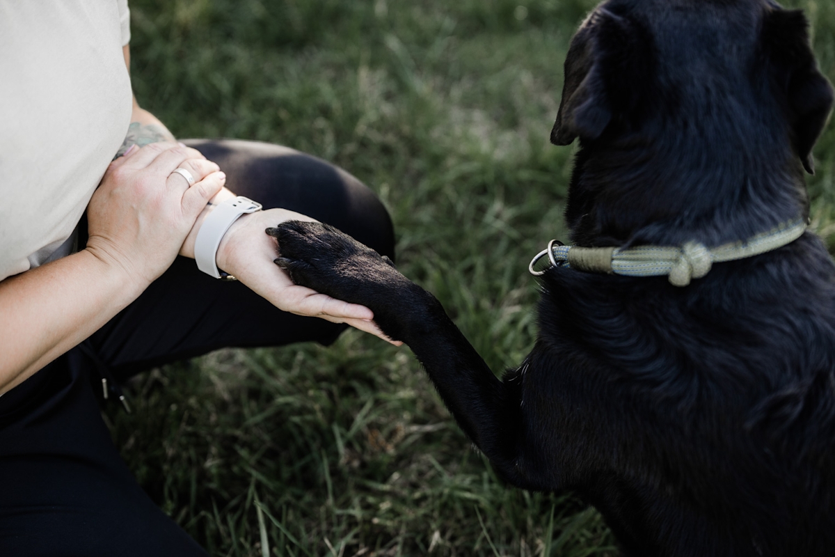 Hand von Hund in Hand von Frau